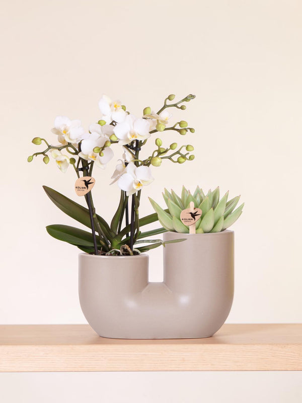 Kolibri Orchids | Set van witte orchidee Zürich en Succulent in Tube sierpot Sand - potmaat Ø9cm | bloeiende kamerplant - vers van de kweker