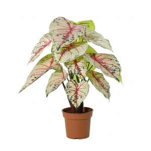 Caladium blanc / rose plante artificielle