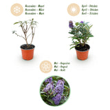 Green boutiQ - Pianta da giardino - Buddleja davidii Butterfly Candy Little Lila - Arbusto delle farfalle - Compatta - Lilla - 1 Pianta - Vaso 12cm - Altezza 20-25cm