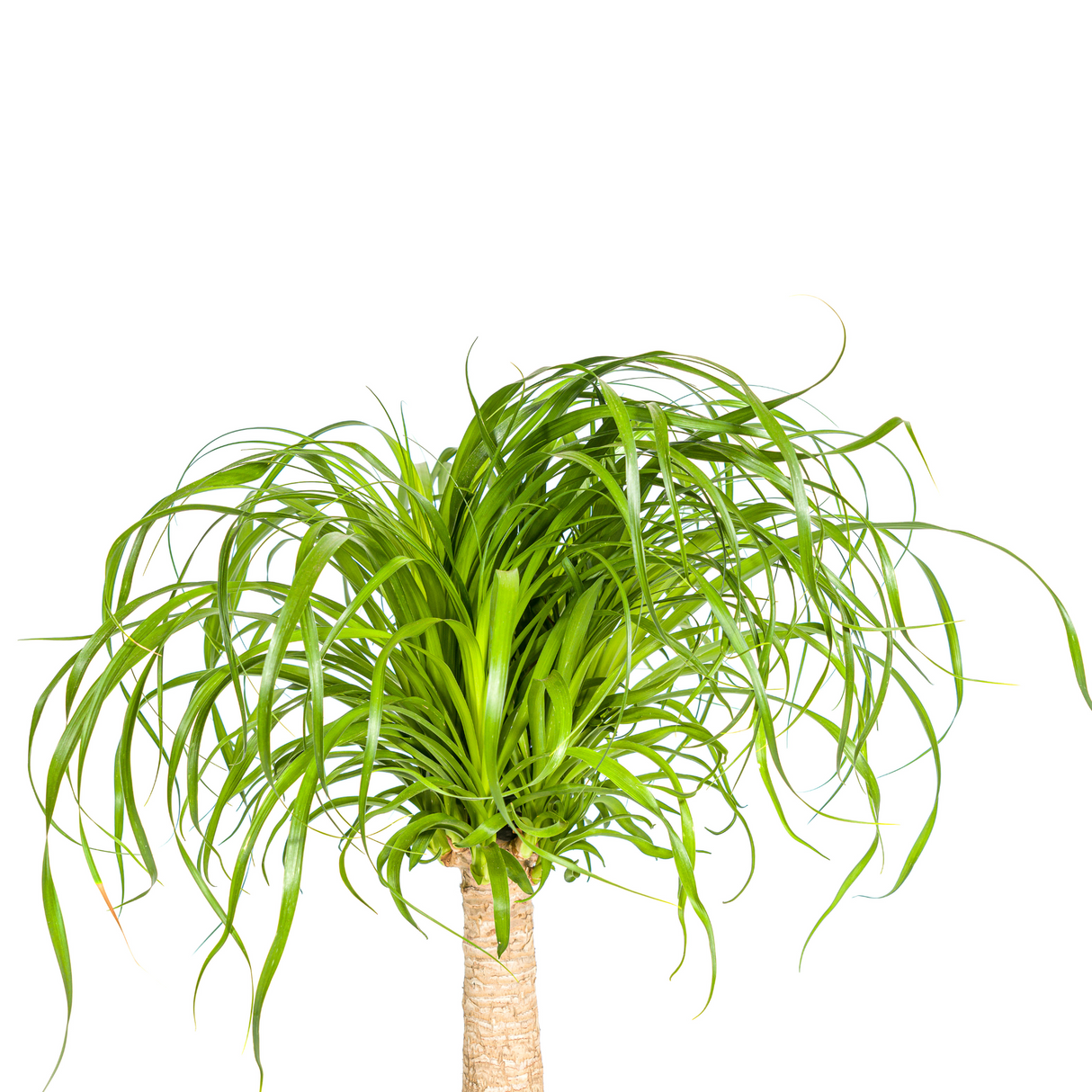 Beaucarnea Recurvata - Tronc avec cache-pot