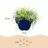 Thym citron Sambesi - H 15-25 cm, pot Ø11 cm