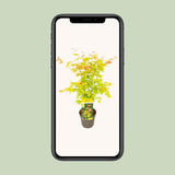 Érable du Japon Orange Dream - Acer palmatum