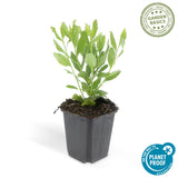 Aster ageratoides Ashvi en godet - Aster blanc - H 10-25 cm, pot Ø9 cm - photo 3