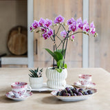 Orchidée Phalaenopsis blanche Blossom Zurich et succulente - coffret Horizon blanc