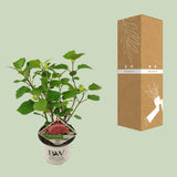 Hortensia arborescens Pink Annabelle - Hydrangea arborescens - H 30 cm, pot Ø19 cm