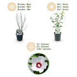 Green boutiQ - Pianta da Giardino - Hibiscus syriacus Red Heart - Hibisco da Giardino - Resistente al Freddo - Bianco - Rosso - 3 Piante - Vaso 17cm - Altezza 45cm