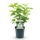 Green boutiQ - Pianta da Giardino - Syringa vulgaris Mme Lemoine - Lillà Comune - Resistente al Freddo - Bianco - 1 Pianta - Vaso 17cm - Altezza 45cm