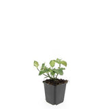 Fusain rampant Dart's Blanket en godet - Euonymus fortunei - H 10-25 cm, pot Ø9 cm - photo 4