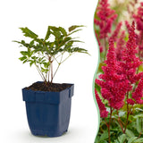 Astilbe Fanal - H 15-25 cm, pot Ø11 cm - photo 2
