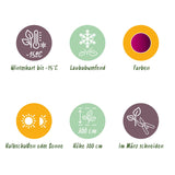 Green boutiQ - Terrasplant - Japanse Esdoorn - Acer palmatum Atropurpureum - Paars - 2 Planten - Bladverliezend - Pot 19cm Hoogte 70cm