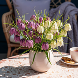 Fritillaire pintade en mélange - calibre 6/7