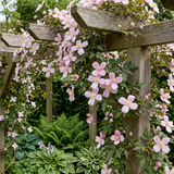 Clématite des montagnes Mayleen - Clematis montana - H 35 cm, pot Ø9 cm - photo 4