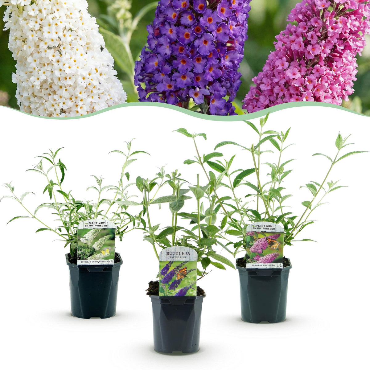 Green boutiQ - Pianta da Giardino - Buddleja davidii Tricolour - Arbusto delle Farfalle - Resistente al Freddo - Blu - Rosa - Bianco - 3 Piante - Vaso 17cm - Altezza 45cm