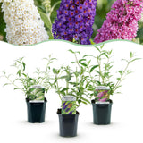 Green boutiQ - Pianta da Giardino - Buddleja davidii Tricolour - Arbusto delle Farfalle - Resistente al Freddo - Blu - Rosa - Bianco - 3 Piante - Vaso 17cm - Altezza 45cm