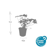 Géranium vivace Tiny Monster en godet - Geranium sanguineum hybride - H 10-25 cm, pot Ø9 cm - photo 3