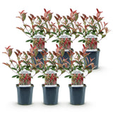 Green boutiQ - Siepi sempreverdi - Photinia fraseri Carre Rouge - verde rosso - 6 piante - 1 metro lineare - sempreverde - vaso 17cm altezza 55cm