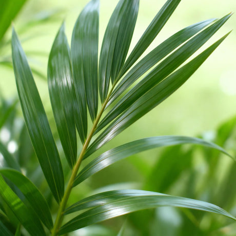 Kentia Palm – Howea Forsteriana