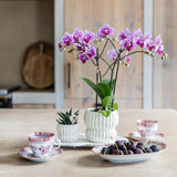 Orchidée Phalaenopsis rose et violette Diamond El Salvador