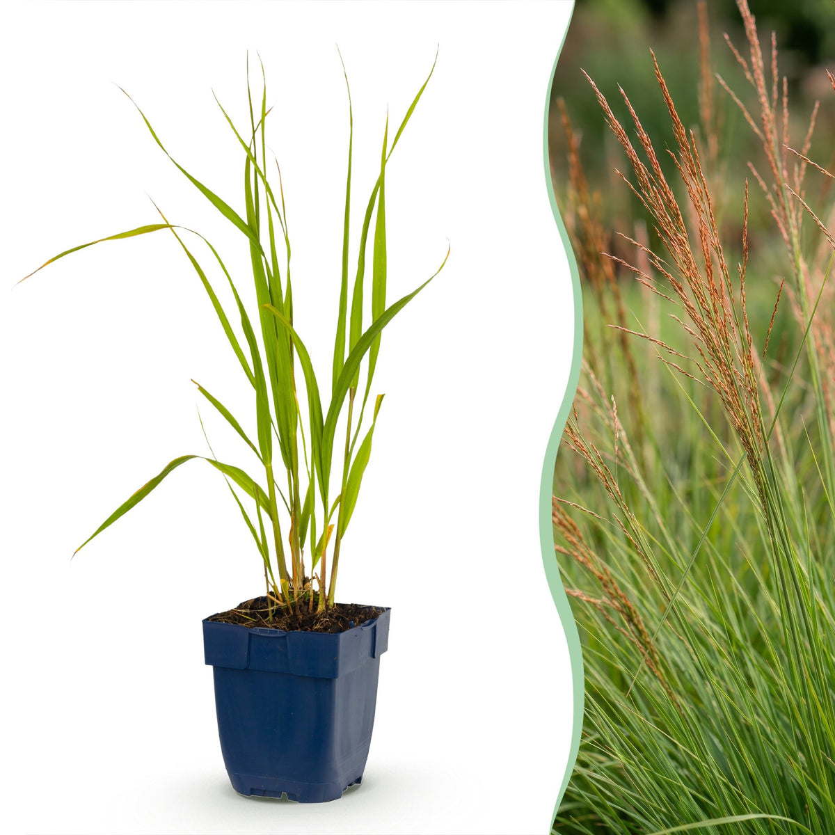 Molinie bleue Heidebraut - Molinia caerulea - H 15-25 cm, pot Ø11 cm - photo 15