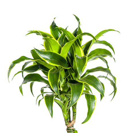 Dracaena Dorado
