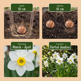 Mélange de bulbes pour sol frais en grand lot