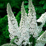 La Green Touch - Pianta da Giardino - Buddleja davidii White Profusion - Arbusto delle Farfalle - Resistente al Gelo - Bianco - 3 Piante - Vaso 17cm - Altezza 45cm