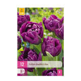 Green boutiQ - Bloembollen - Tulp Double Lilac - Kleur Paars - 12 stuks - Bolmaat 11/12 - XXL Pack