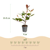 Kit haie Photinia Red Robin - H 25-35 cm, pot Ø9 cm