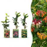 Chèvrefeuilles grimpants en mélange - Lonicera - H 35 cm, pot Ø9 cm