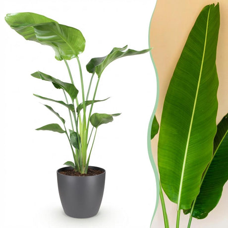 Strelitzia Nicolai – Oiseau de paradis | Grande taille, Pot 21 cm