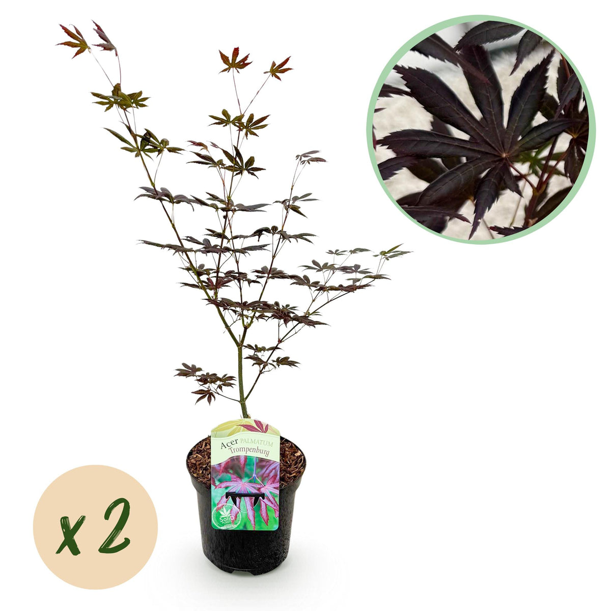 Green boutiQ - Terrasplant - Japanse Esdoorn - Acer palmatum Trompenburg -Donker Paars - 2 Planten - Bladverliezend - Pot 19cm Hoogte 70cm