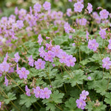 Géranium vivace Cambridge - H 15-25 cm, pot Ø11 cm