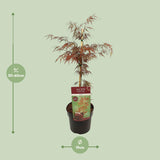 Érable du Japon Garnet - Acer palmatum Dissectum - H 40 cm, pot Ø19 cm
