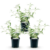La Green Touch - Pianta da Giardino - Buddleja davidii White Profusion - Arbusto delle Farfalle - Resistente al Gelo - Bianco - 3 Piante - Vaso 17cm - Altezza 45cm
