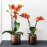 Kolibri Orchids | oranje geurende Phalaenopsis orchidee - Fragrance - potmaat Ø9cm | bloeiende kamerplant - vers van de kweker