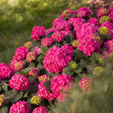 Green boutiQ - Pianta da Giardino - Ortensia Hydrangea Endless Summer Summer Love Red - Hortensia - Resistente all'Inverno - Rosso Intenso - 1 Pianta - Vaso 14cm - Altezza 20-25cm