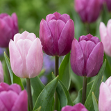 Tulipe Prince en mélange - 320 bulbes