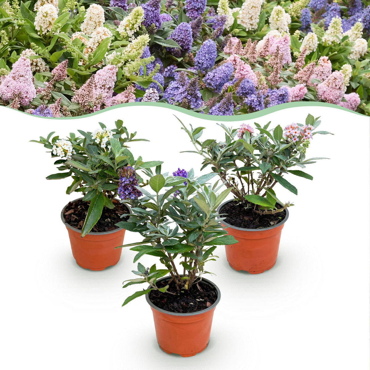 Green boutiQ - Pianta da Giardino - Buddleja davidii Butterfly Candy Little Tricolour - Arbusto Farfallesco - Compatto - Rosa-Bianco-Lilla - 3 Piante - Vaso 12cm - Altezza 20-25cm