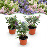 Green boutiQ - Pianta da Giardino - Buddleja davidii Butterfly Candy Little Tricolour - Arbusto Farfallesco - Compatto - Rosa-Bianco-Lilla - 3 Piante - Vaso 12cm - Altezza 20-25cm