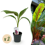 Bananier Red Tiger - Musa sikkimensis - H 30 cm, pot Ø12 cm