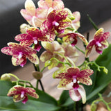 Orchidée Phalaenopsis jaune Mineral Grosseto en cache-pot Poppy orange
