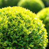 Buis BetterBuxus Skylight en boule - Buis résistant - Ø30 cm, pot Ø26 cm - photo 5