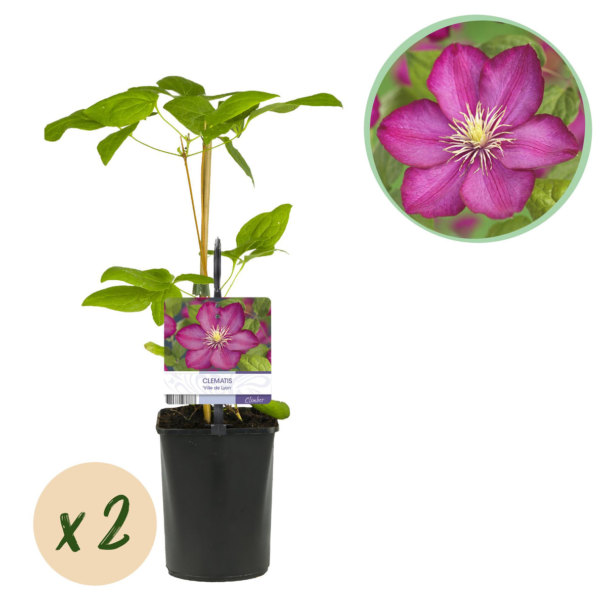 Green boutiQ - Klimplant - Clematis Ville de Lyon - Bloem Roze - Weinig onderhoud -2 planten -  Pot 11cm Hoogte 40cm