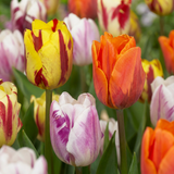 Tulipe en mélange Flaming Beauty - 60 bulbes