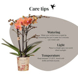 Orchidée Phalaenopsis orange Mineral Bolzano et succulente - coffret Tree