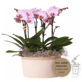 Orchidées Phalaenopsis roses Mineral Antwerpen - bouquet de 3 en panier Cotton - pot Ø9 cm