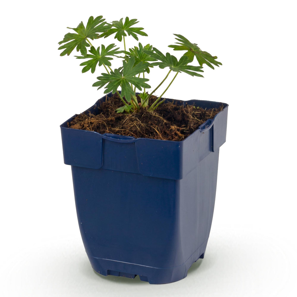 Géranium sanguin Album - H 15-25 cm, pot Ø11 cm - photo 14