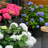 Green boutiQ - Pianta da Giardino - Ortensia Hydrangea Endless Summer Blu - Rosa - Bianco - Hortensia - Resistente al Freddo - Blu - Rosa - Bianco - 3 Piante - Vaso 14cm - Altezza 20-25cm