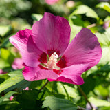 La Green Touch - Pianta da Giardino - Hibiscus syriacus Woodbridge - Ibisco da Giardino - Resistente al Freddo - Rosa - 3 Piante - Vaso 17cm - Altezza 45cm