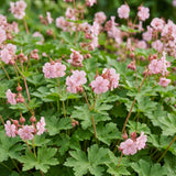 Géranium vivace Ingwersen's Variety - H 15-25 cm, pot Ø11 cm